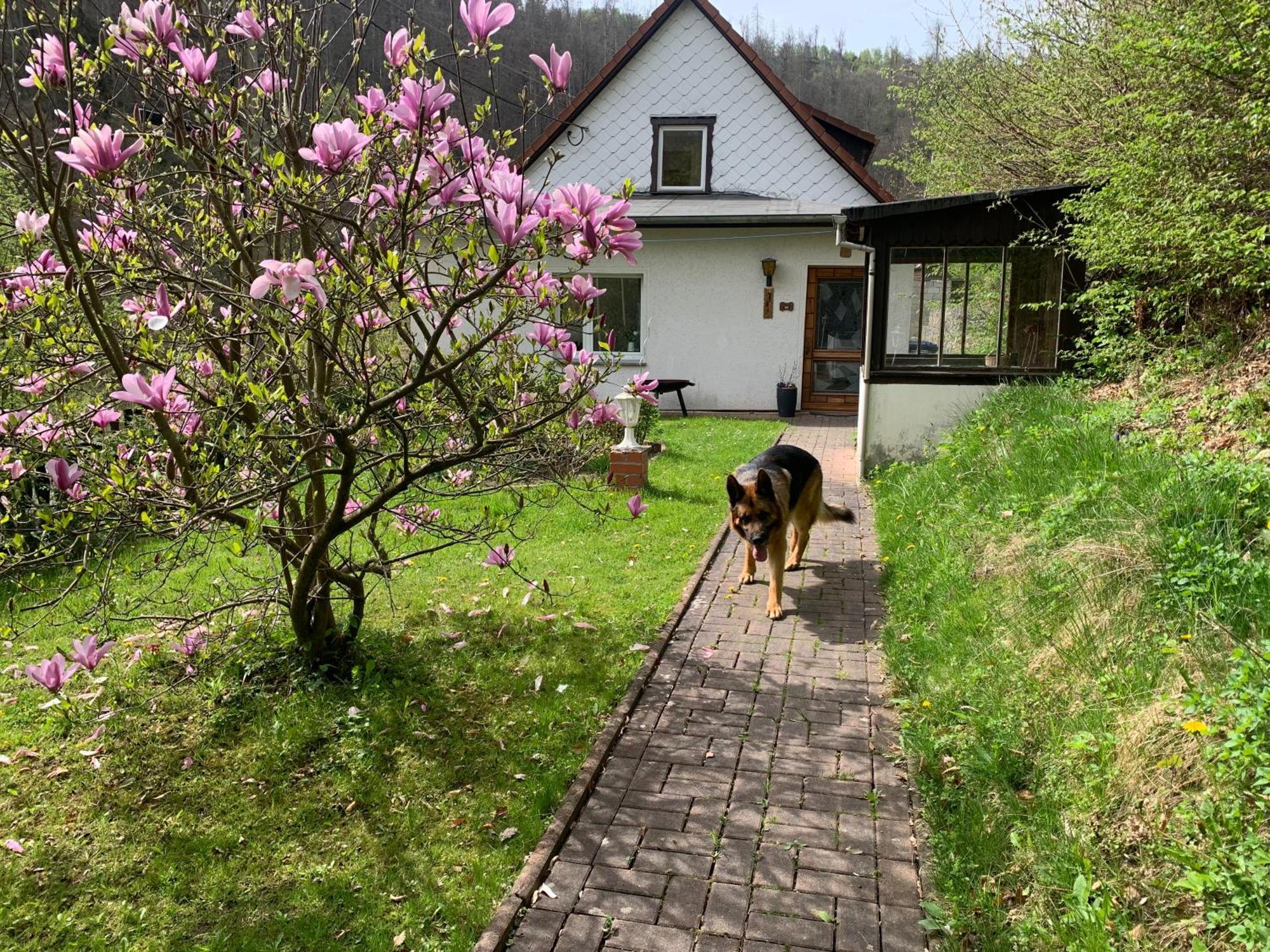 Ferienhaus Andrea Am Bodetal Treseburg Экстерьер фото